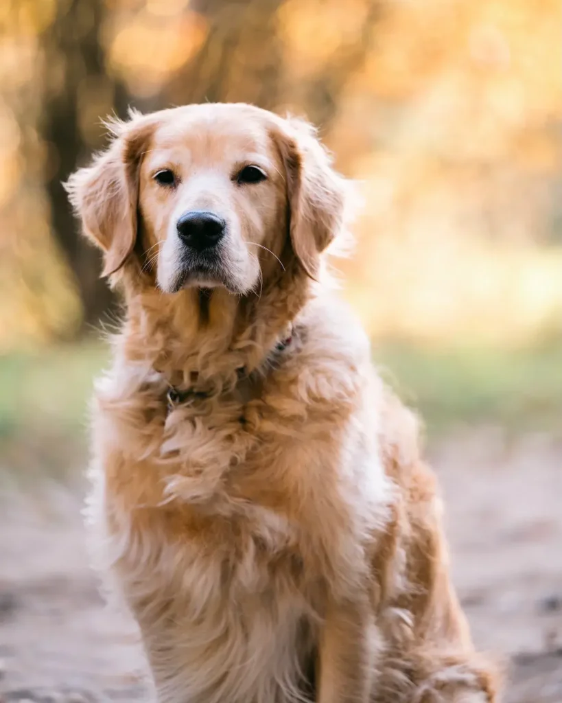 fado_warta_goldena_koniczynkafotografia-127