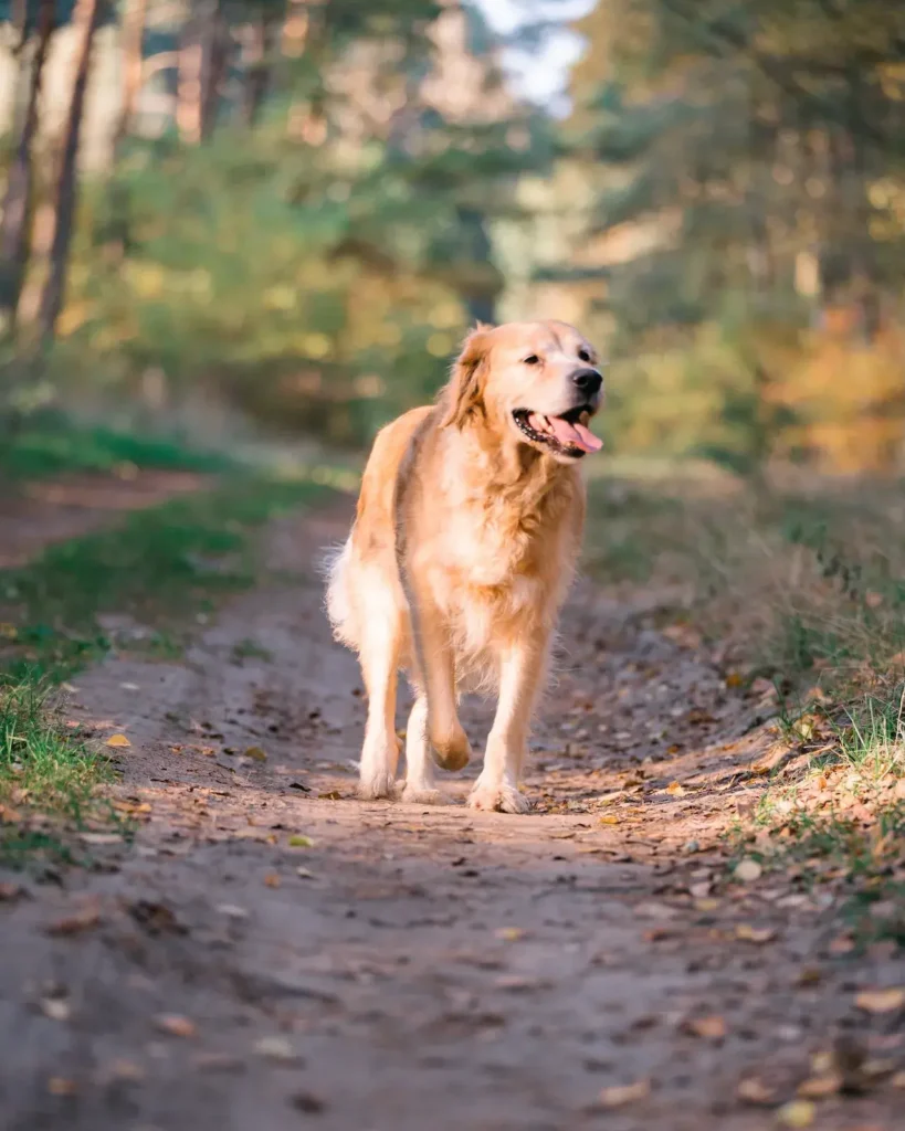 fado_warta_goldena_koniczynkafotografia-86