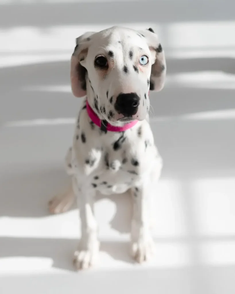 julka_cora_koniczynkafotografia-46