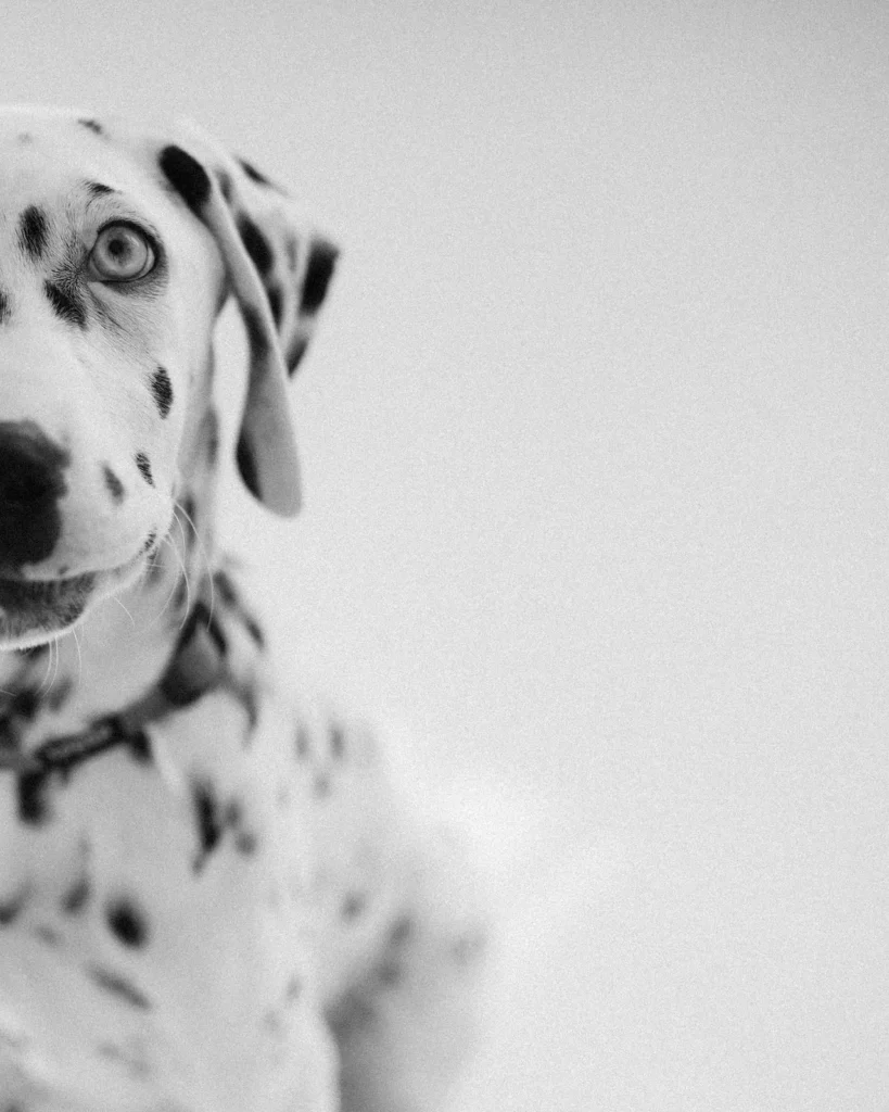 julka_cora_koniczynkafotografia-56-2